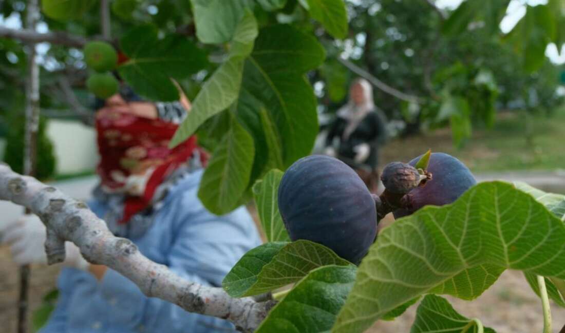 Bursa'nın AB'den coğrafi işaret tescilli