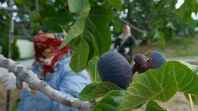 “Bursa siyahı”nda genç bahçeler rekolteyi kurtardı