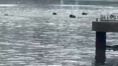 Gemlik körfezi çöplüğe döndü