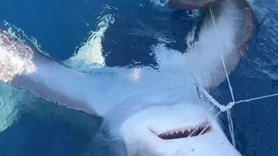 Gökçeada açıklarında kılıç balığı avı sırasında oltaya sapan köpek balığı takıldı