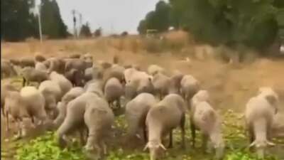 “Biberlerin para etmediği için hayvanlara yedirildiği” iddiasının gerçeği yansıtmadığı ortaya çıktı