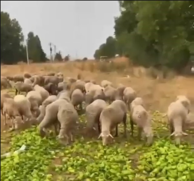 “Biberlerin para etmediği için hayvanlara yedirildiği” iddiasının gerçeği yansıtmadığı ortaya çıktı