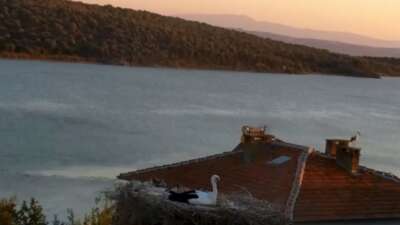 Yaren Leylek depremi önceden hissetti