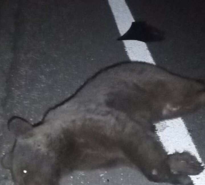 Bursa'nın İnegöl ilçesinde, otomobilin