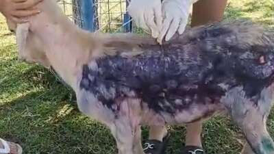 Hayvan Hakları Federasyonu (HAYTAP) Çanakkale'de