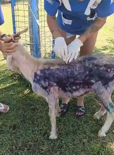 Hayvan Hakları Federasyonu (HAYTAP)