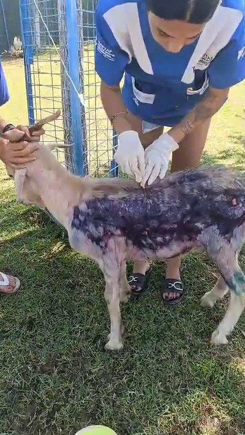 Çanakkale’de orman yangınında yanan keçi Emekli Hayvanlar Çiftliği’nde tedavi altına alındı