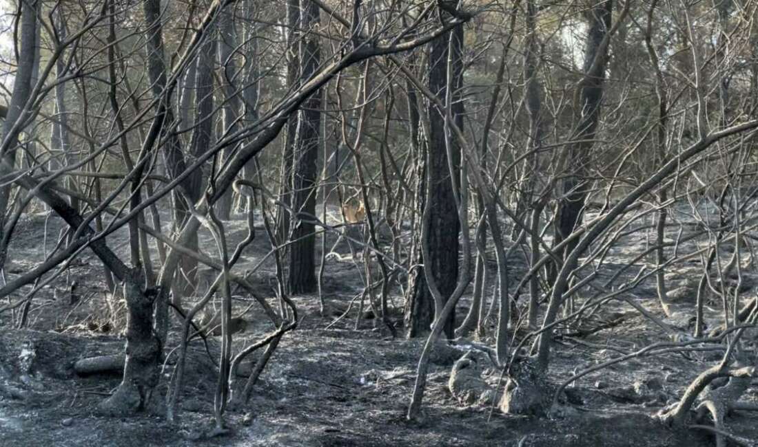 Çanakkale'nin Gelibolu ilçesinde çıkan