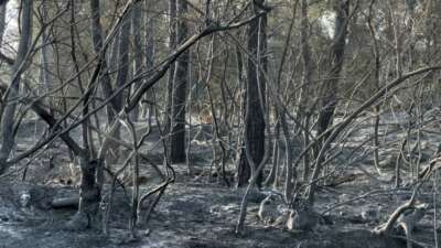  Yangından kaçan karaca görüntüleri kameralara yansıdı