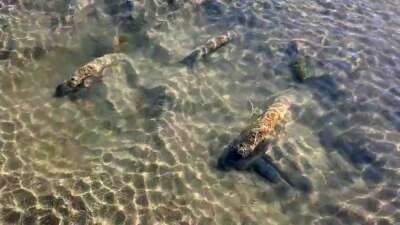 Tarihi sütunlar gün yüzüne çıktı