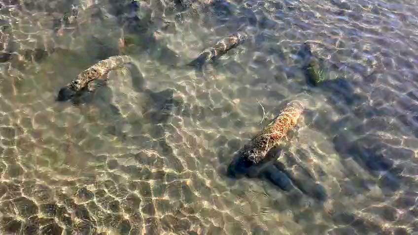 Tarihi sütunlar gün yüzüne çıktı