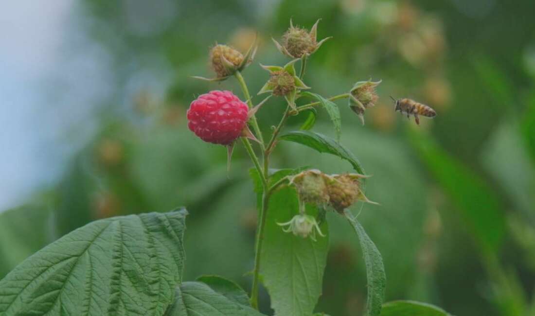 Ahududu üretiminin yüzde 85'inin