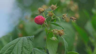 Ahududu, merkezi Bursa’da yok olmak üzere