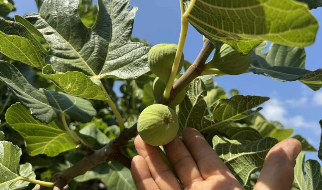 Antalya'nın İbradi ilçesinde, sıcak