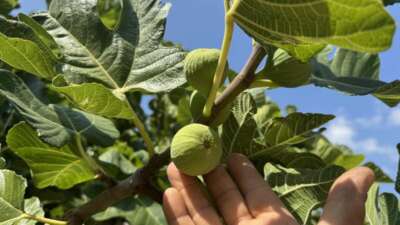 Antalya’da sıcak hava siyah incir rekoltesini yüzde 50 düşürdü