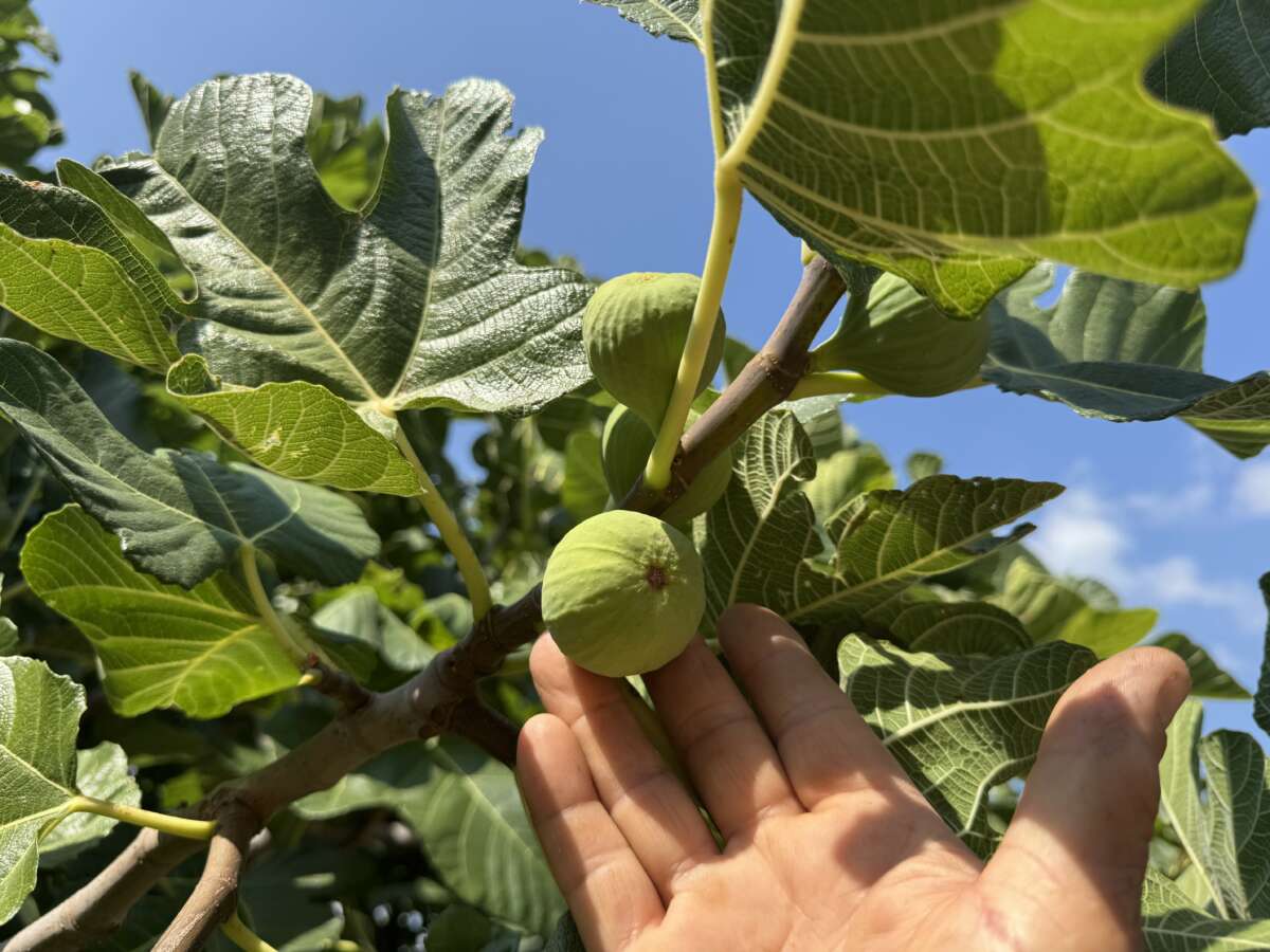 Antalya’da sıcak hava siyah incir rekoltesini yüzde 50 düşürdü