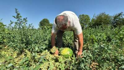 Artık kavun ve karpuz yerli tohumla Kasım’a kadar sofralarda olacak