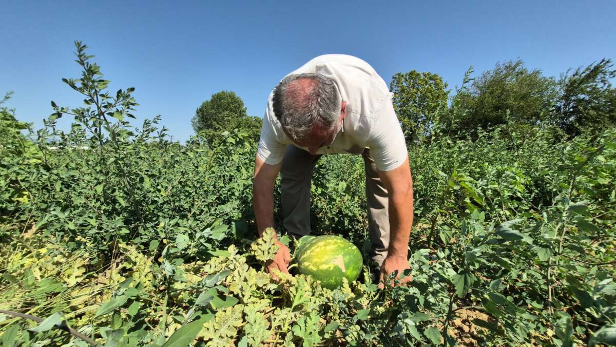 Artık kavun ve karpuz yerli tohumla Kasım’a kadar sofralarda olacak