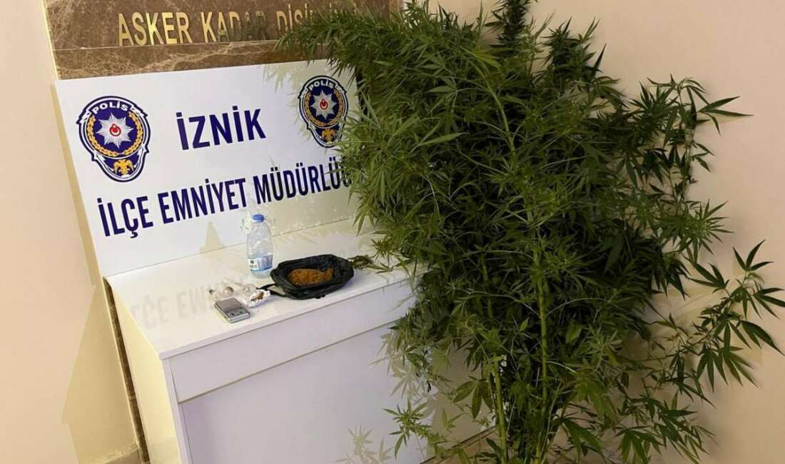Bahçesinde hint keneviri yetiştiren kişiler tutuklandı İznik ilçesindeki bahçesinde hit