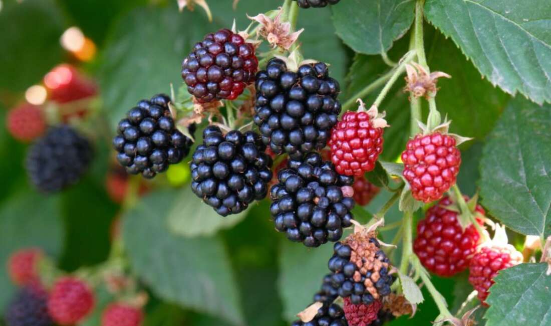 Türkiye böğürtlen üretiminin önemli