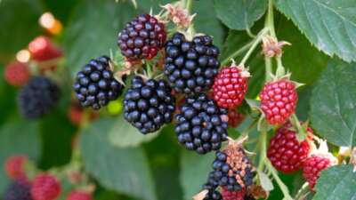 Böğürtlenin merkez üssünde hasat başladı