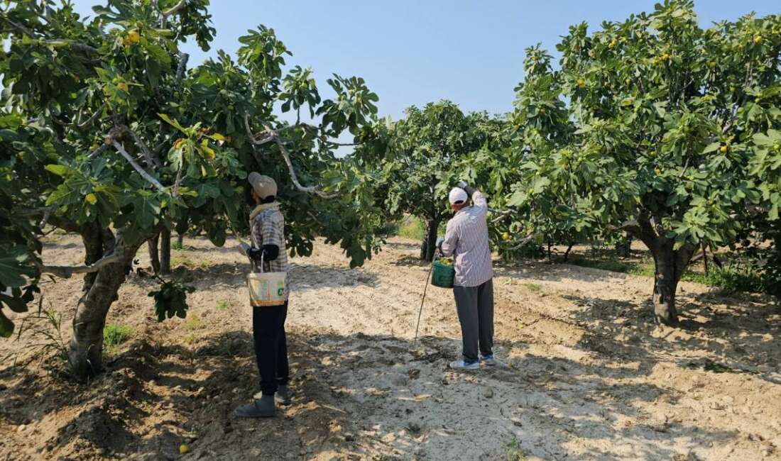 Taze incirin başkenti" Aydın'ın