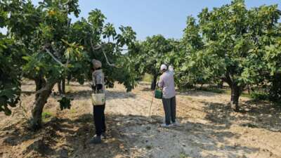 Buharkent’in damak çatlatan lezzeti taze incir, sofralarda yerini aldı