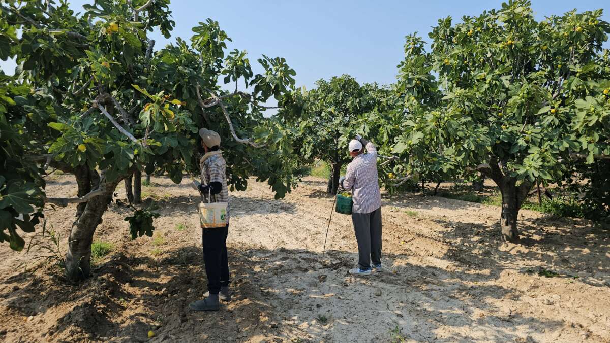 Buharkent’in damak çatlatan lezzeti taze incir, sofralarda yerini aldı
