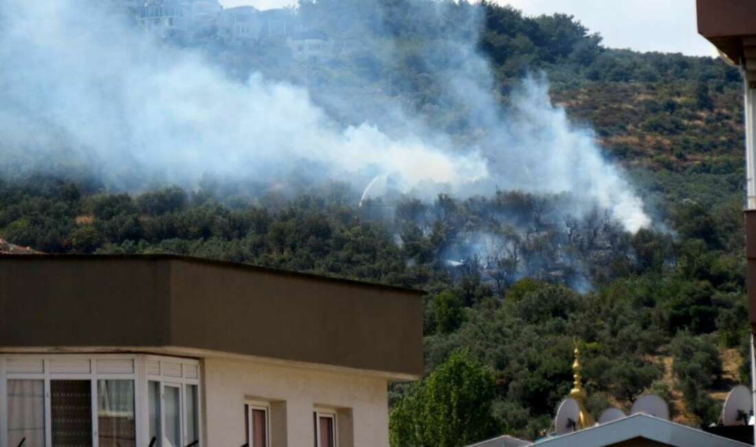 Mudanya Halitpaşa Mahallesin Çepni