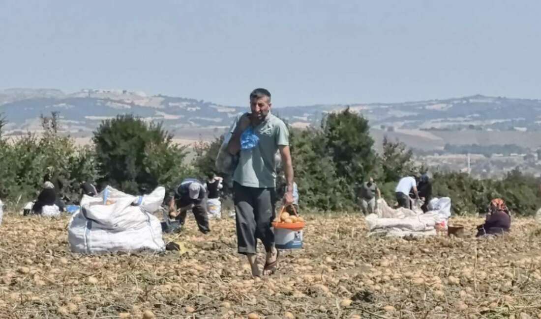 Bursa’da çiftçiden vatandaşlara ücretsiz patates Bursa’nın İnegöl ilçesinde bir