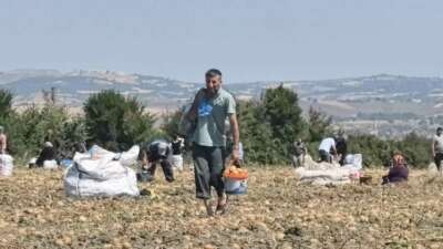 Bursa’da çiftçiden vatandaşlara ücretsiz patates