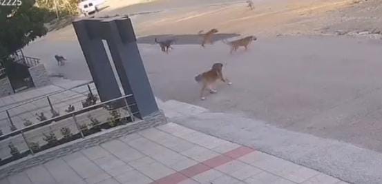 Bursa’da köpek saldırısından son anda kurtuldular Bursa’da sokak ortasında iki