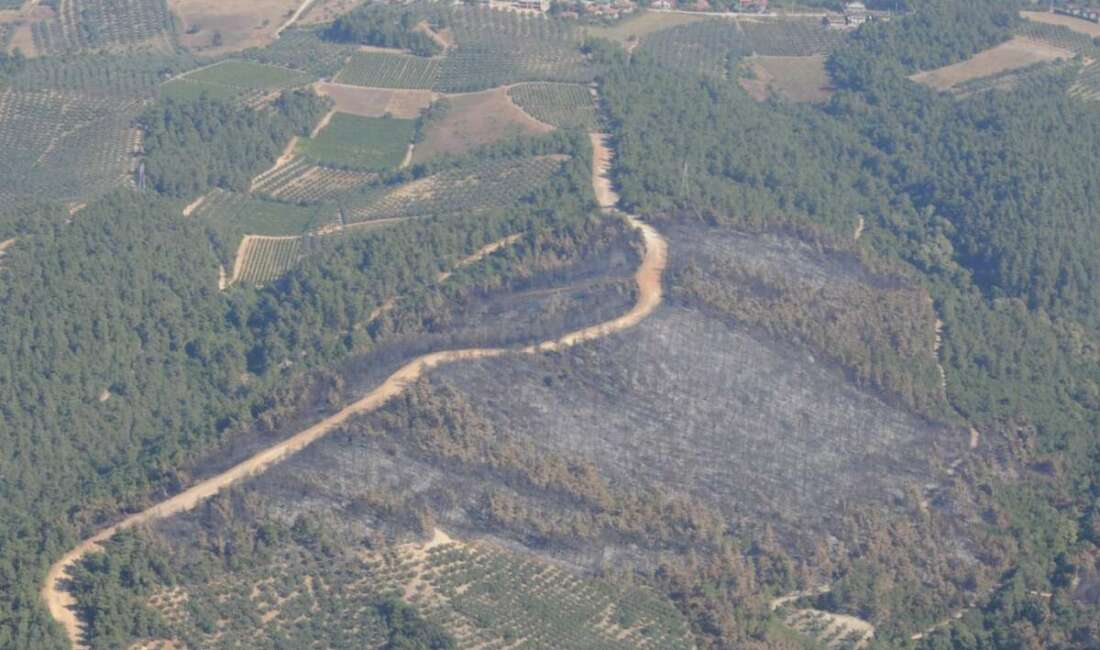 Bursa Orman Bölge Müdürlüğü, Gürsu
