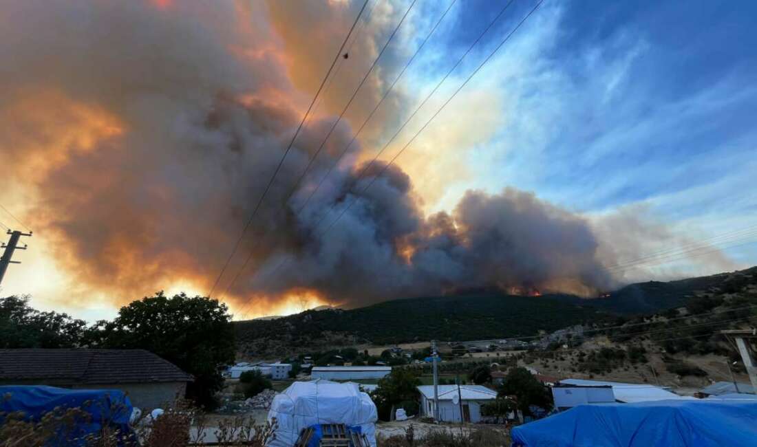 Bursa'nın Yenişehir ilçesinde ormanlık