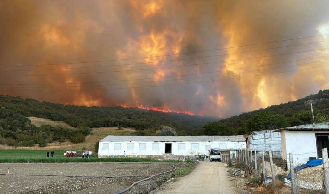 Bursa'nın Yenişehir ilçesindeki ormanlık