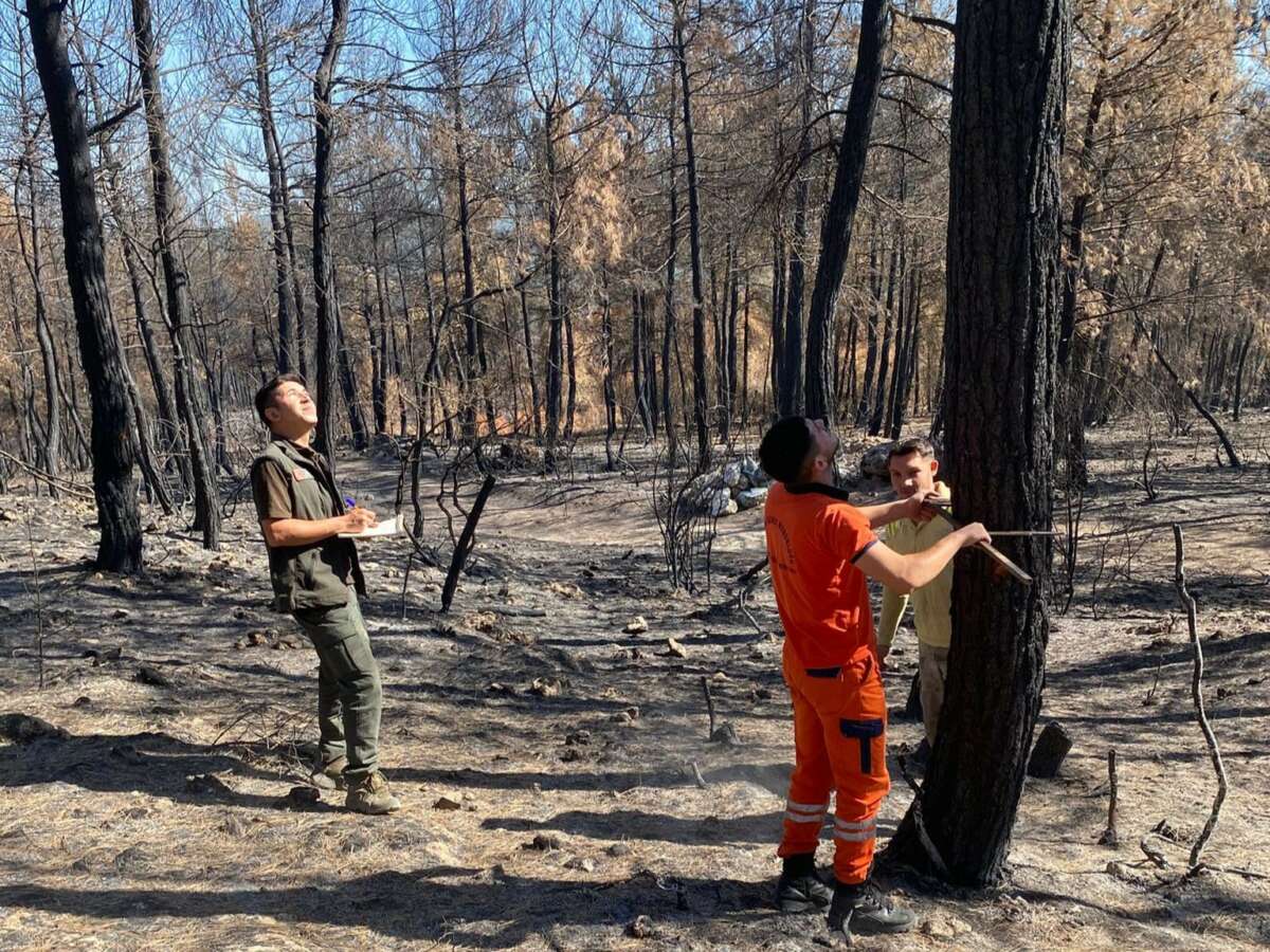 Bursa’nın yanan ormanları, küllerinden yeniden doğacak