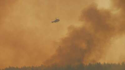 Çanakkale'nin Gelibolu ilçesinde çıkan orman