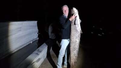 Çiçeközü Barajı’nda dev yayın balığı