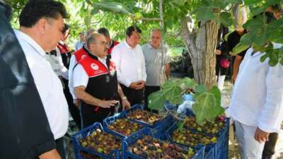 Coğrafi işaretli Havran siyah inciri hasadı başladı