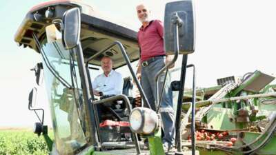 Domatesin başkenti Karacabey’de hasat sezonu sürüyor