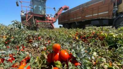 Ekim alanı daralan domateste fiyatlar çiftçi lehine 3’e katladı