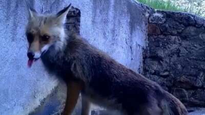 Fotokapana yakalanan sincap ve tilki görenleri gülümsetti