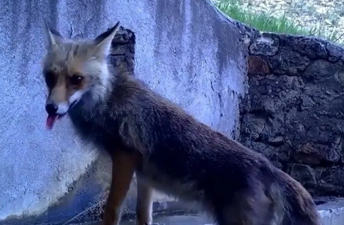 Doğa Koruma ve Milli