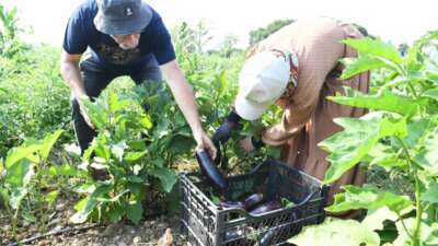 Gazi Tarım’da hasat zamanı