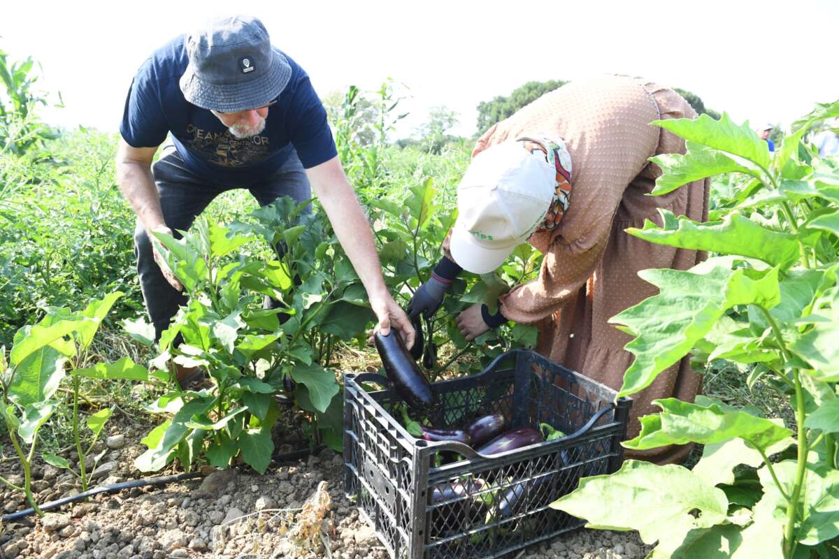 Gazi Tarım’da hasat zamanı