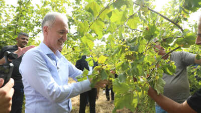 İnegöl fındığında hasat zamanı