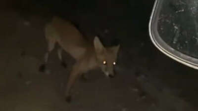 İnegöl’de sürücü tilkiyi cipsle besledi