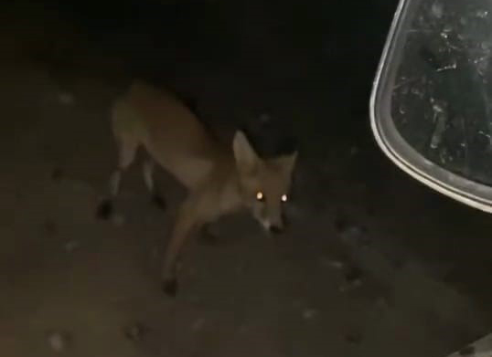 İnegöl’de sürücü tilkiyi cipsle besledi