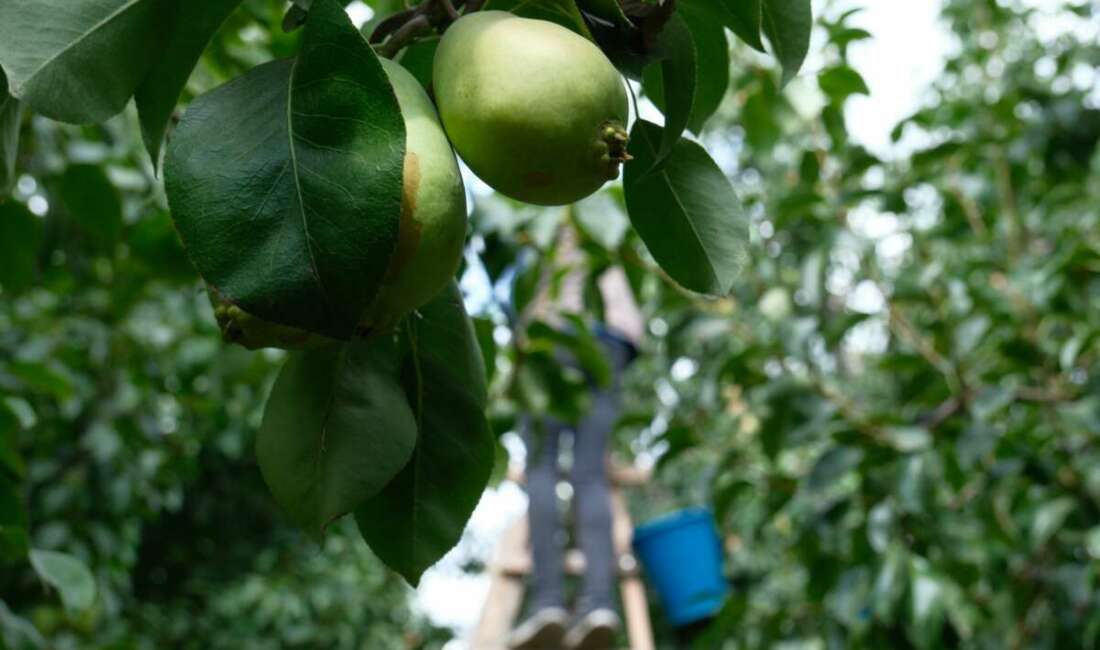 Armutta "santa maria" çeşidini