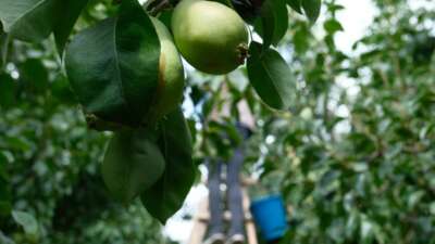  İtalyanlardan öğrenen Bursalı çiftçiler İtalyanları geride bıraktı